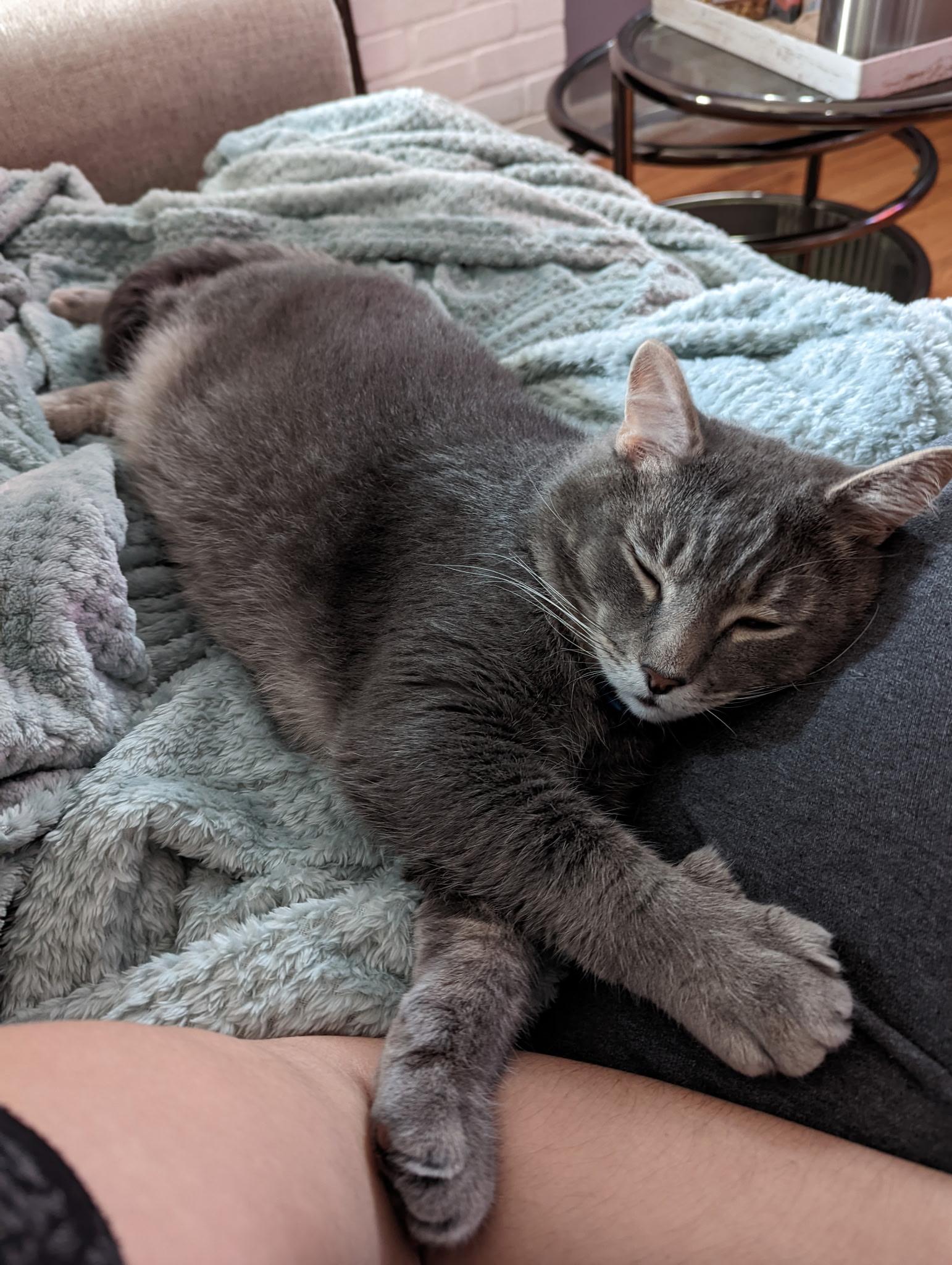 Enlarge Goose, a Adopted Domestic Short Hair in Clifton, NJ image 1/3