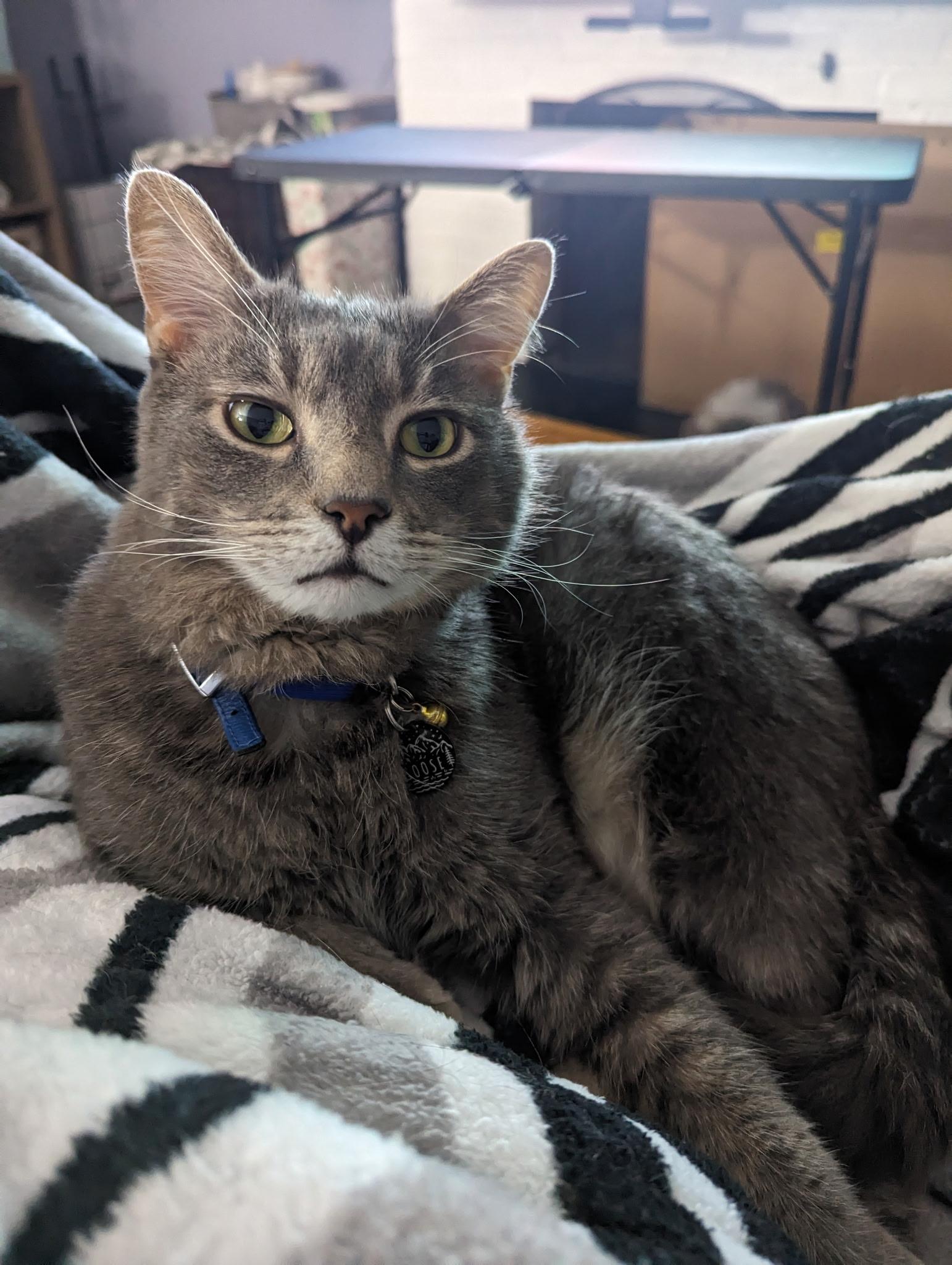 Enlarge Goose, a Adopted Domestic Short Hair in Clifton, NJ image 2/3