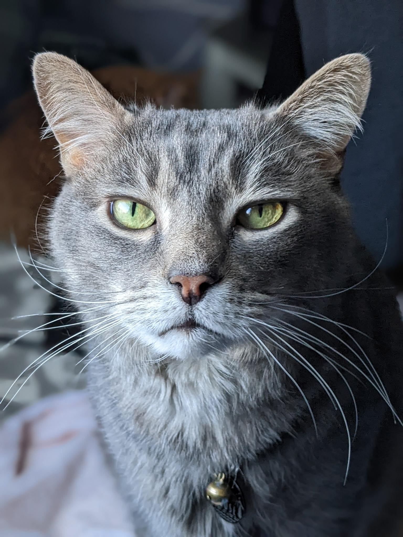 Enlarge Goose, a Adopted Domestic Short Hair in Clifton, NJ image 3/3