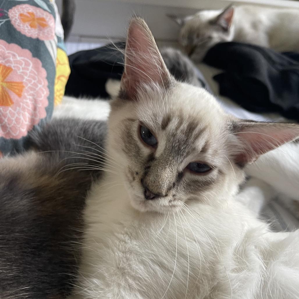 Weeks, Adoptable, Kitten Female Siamese.