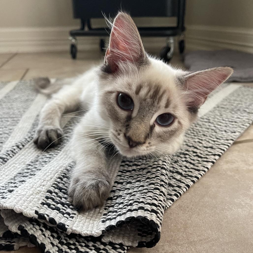 Enlarge Weeks, a Adoptable Siamese in Austin, TX image 2/6