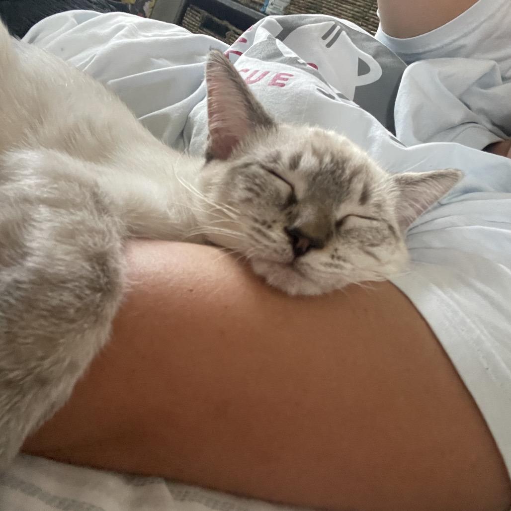 Enlarge Weeks, a Adoptable Siamese in Austin, TX image 3/6