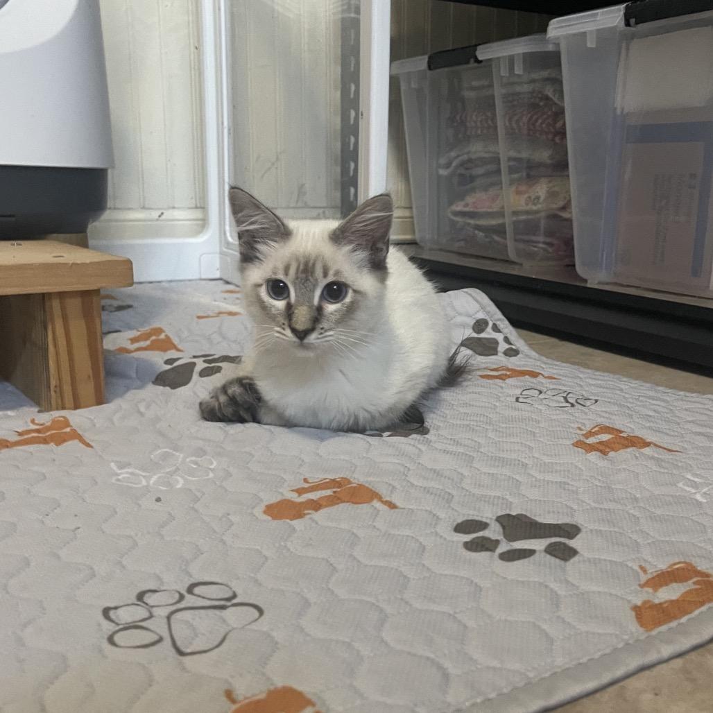 Enlarge Weeks, a Adoptable Siamese in Austin, TX image 5/6