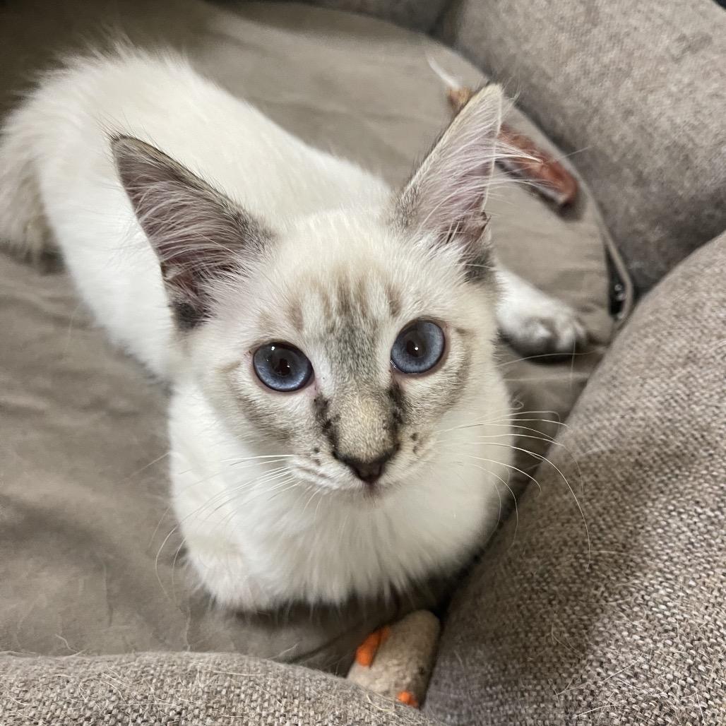 Enlarge Weeks, a Adoptable Siamese in Austin, TX image 6/6