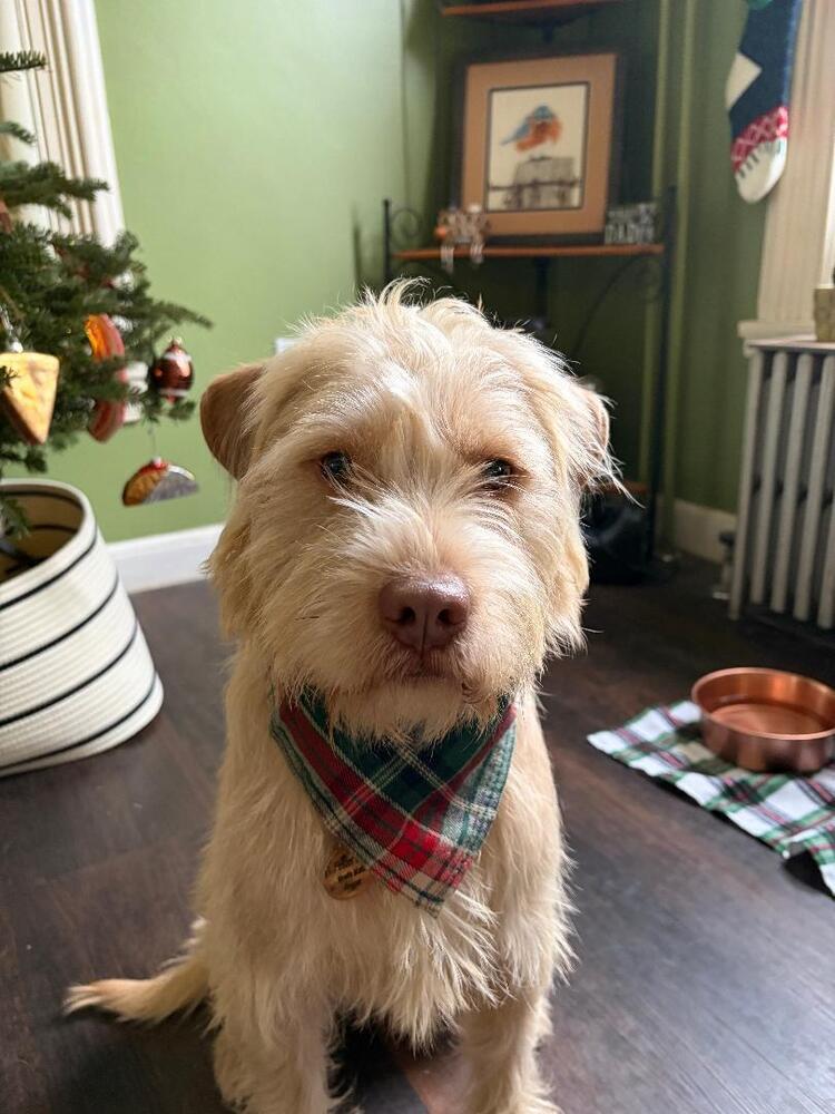 Enlarge Melvin, a Adoptable mixed breed in Pottstown, PA image 6/6