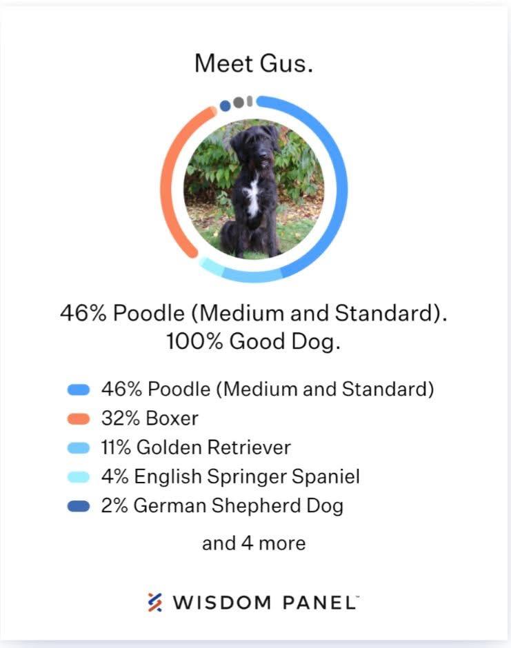 Gus, a Adoptable mixed breed in Bellingham, WA image 2/4