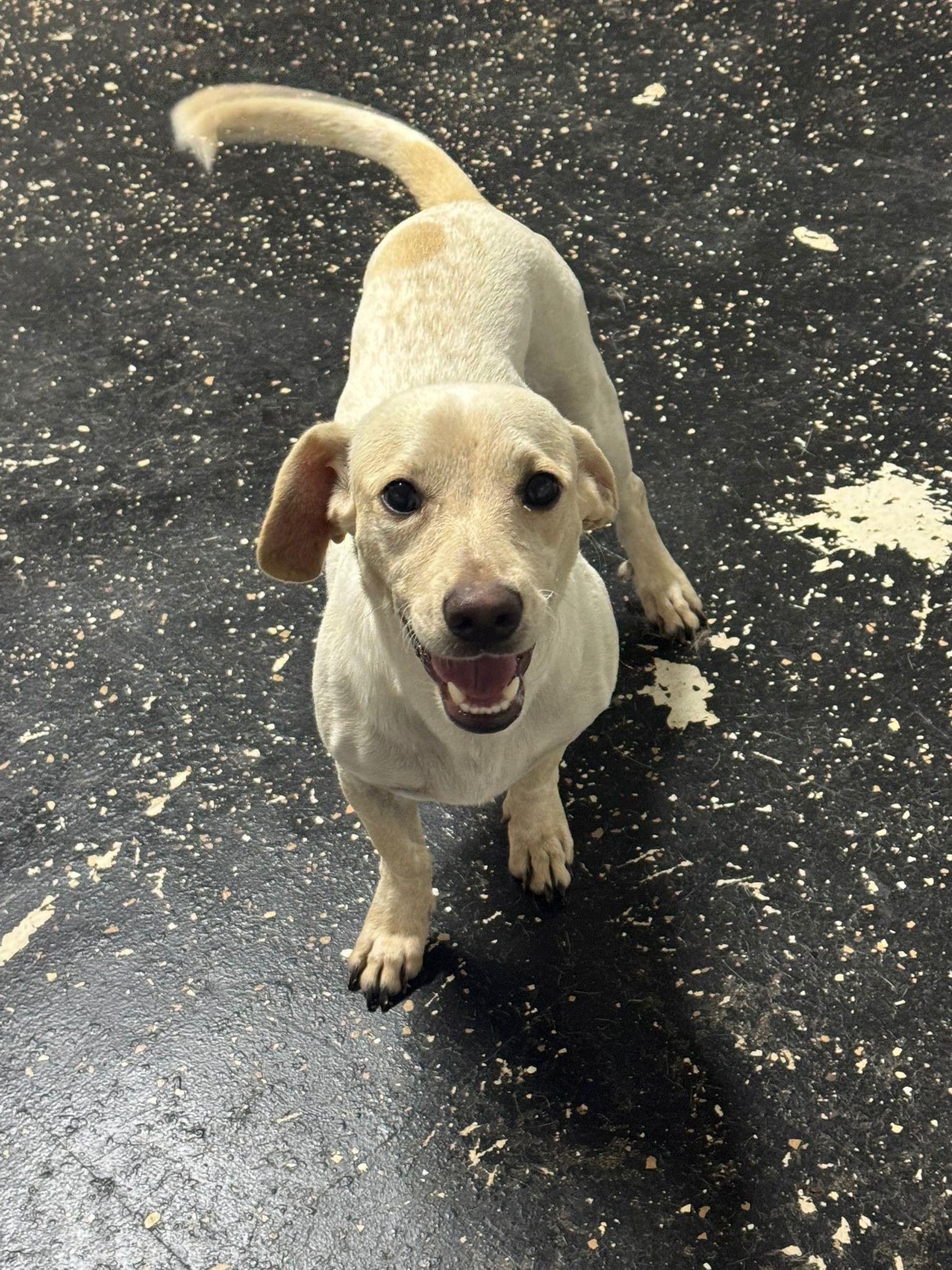 Enlarge Stitch , an adopted mixed breed in Virginia Beach, VA image 1/4