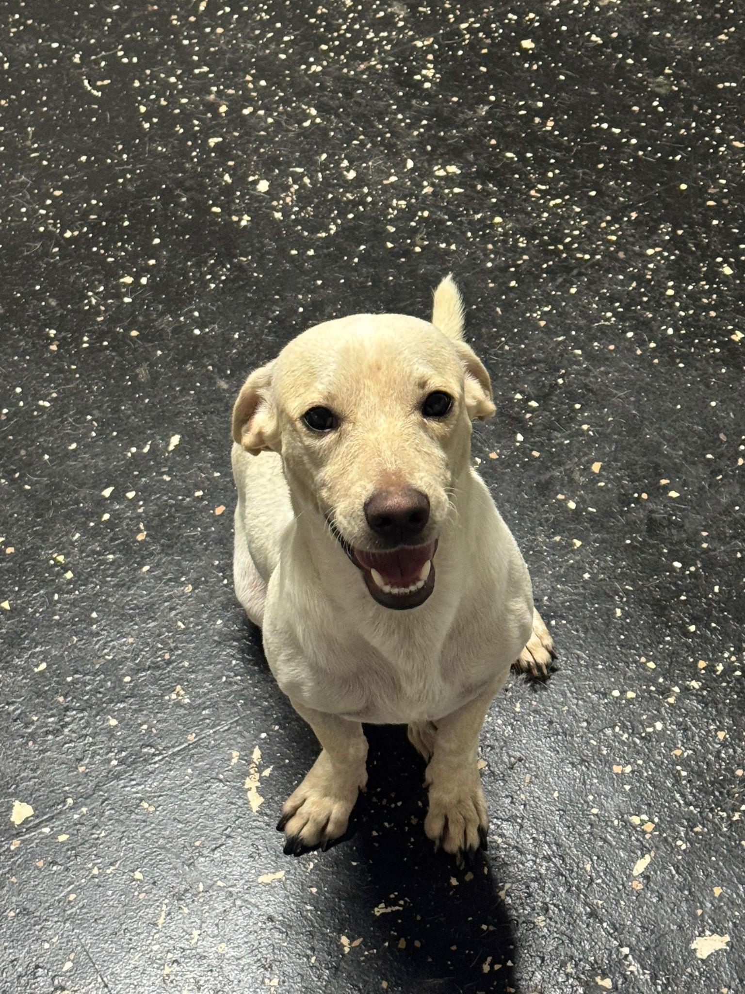 Enlarge Stitch , an adopted mixed breed in Virginia Beach, VA image 4/4