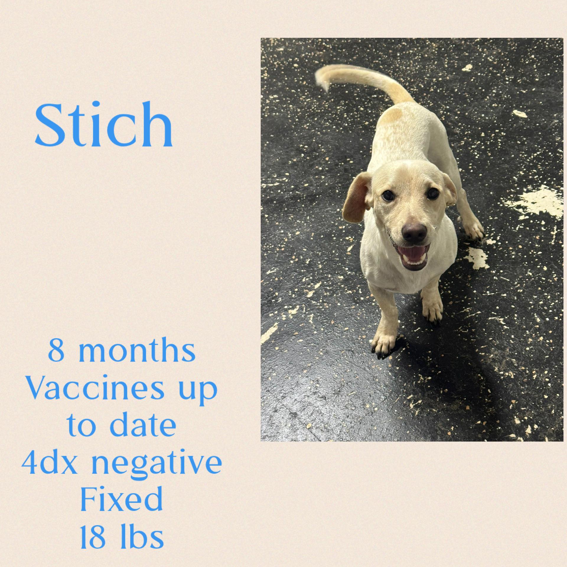 Enlarge Stitch , an adopted mixed breed in Virginia Beach, VA image 3/4
