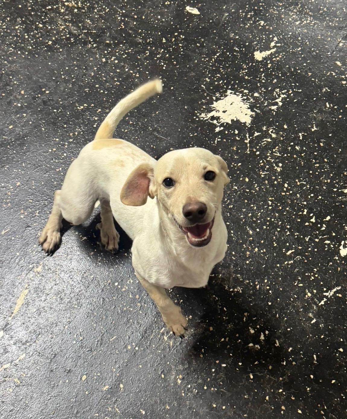 Enlarge Stitch , an adopted mixed breed in Virginia Beach, VA image 2/4