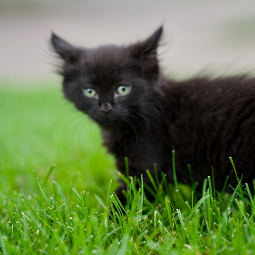 Iris 22811, Adoptable, Kitten Female Domestic Short Hair.