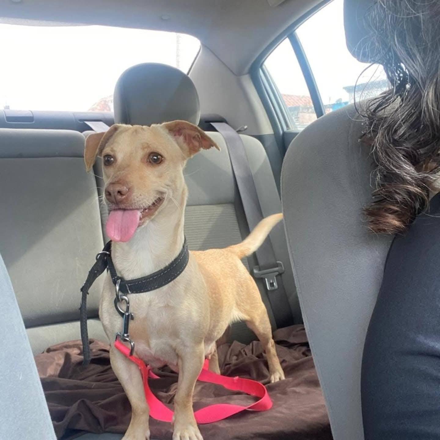 Cherry , a Adoptable mixed breed in Palm Desert, CA image 5/6