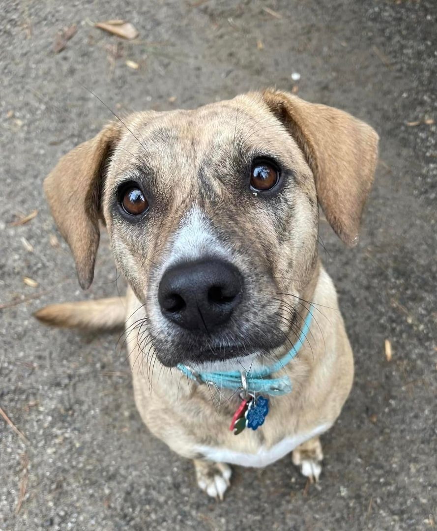 Hope, Adopted, Adult Female Hound.