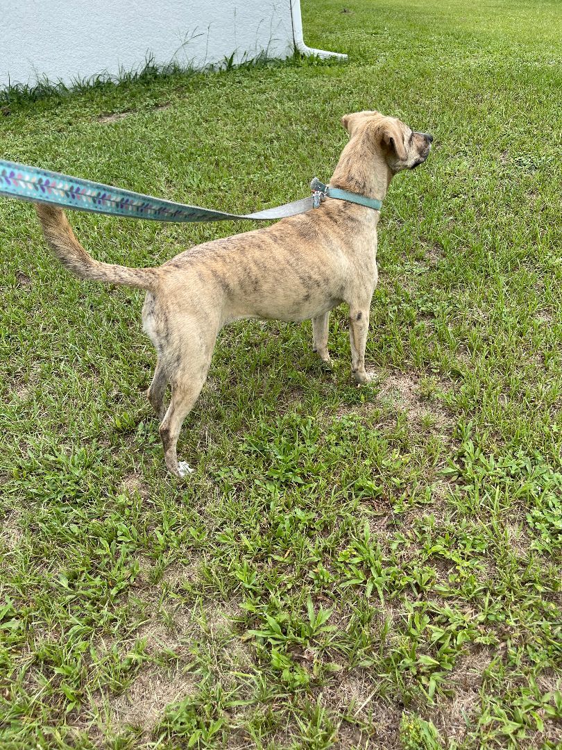Enlarge Hope, a Adopted mixed breed in Ocala, FL image 2/7