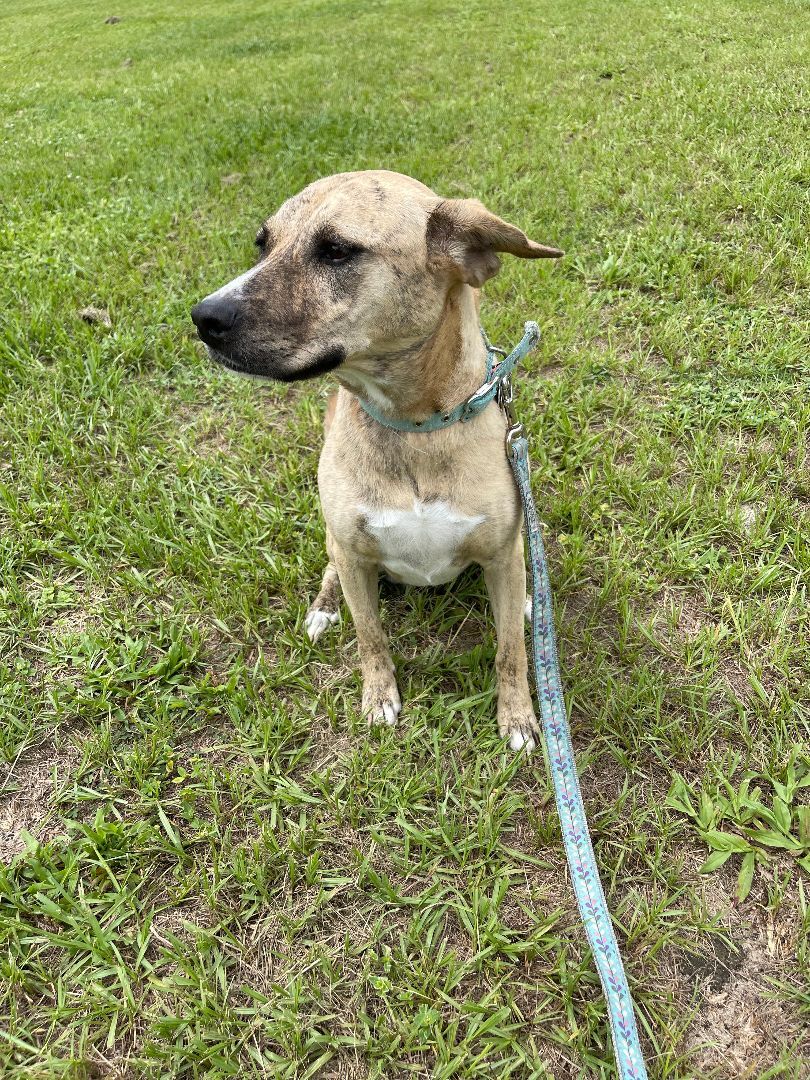 Enlarge Hope, a Adopted mixed breed in Ocala, FL image 3/7