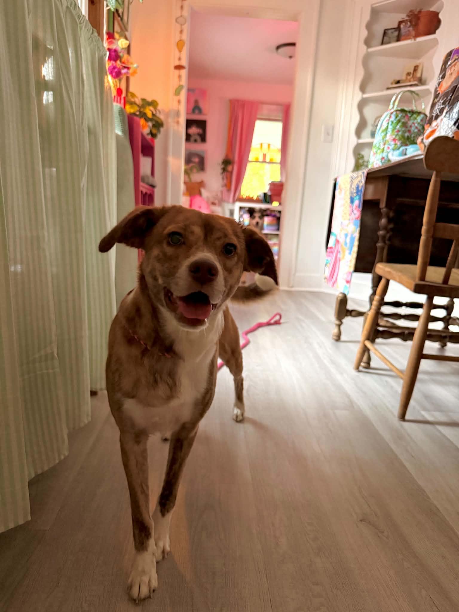 Enlarge Sriracha- In Foster, a Adoptable mixed breed in Kansas City, MO image 2/3