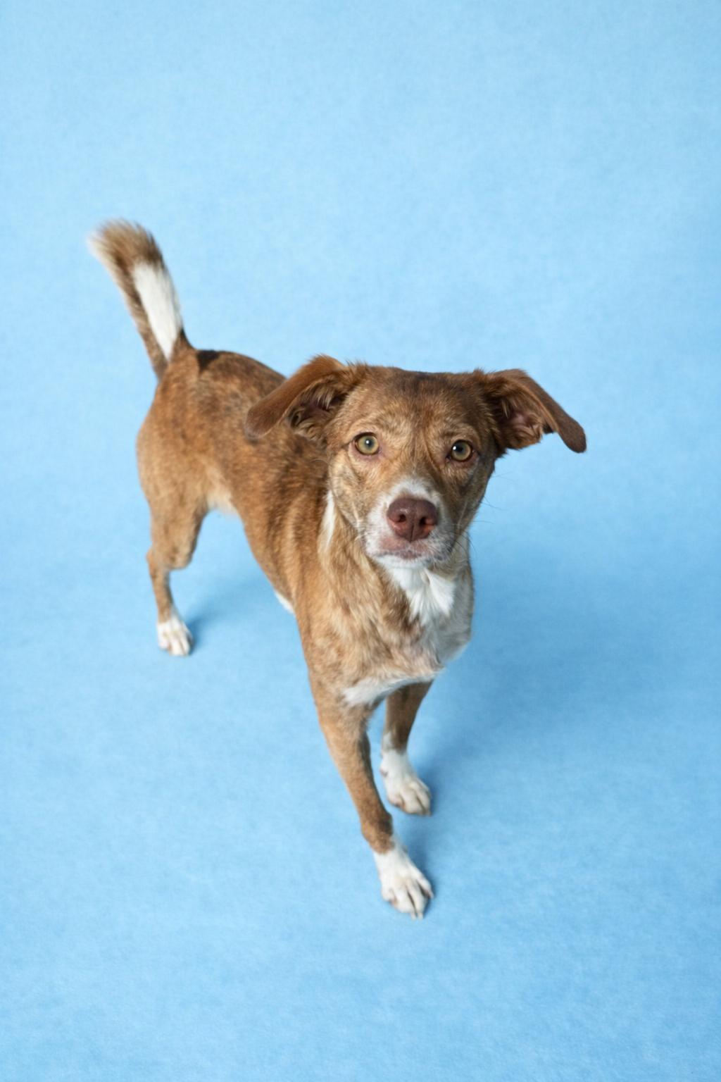 Enlarge Sriracha, a Adoptable mixed breed in Kansas City, MO image 1/1