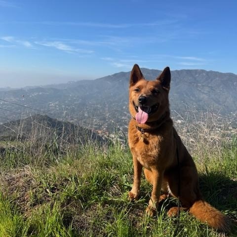 Enlarge Reishi (Courtesy Post), a ADOPTABLE mixed breed in Los Angeles, CA image 5/6