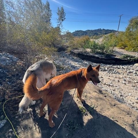 Enlarge Reishi (Courtesy Post), a ADOPTABLE mixed breed in Los Angeles, CA image 4/6
