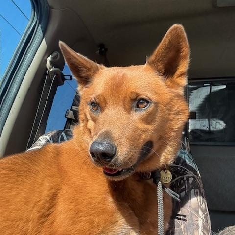 Enlarge Reishi (Courtesy Post), a ADOPTABLE mixed breed in Los Angeles, CA image 6/6