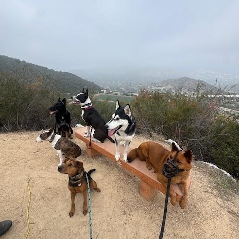 Enlarge Reishi (Courtesy Post), a ADOPTABLE mixed breed in Los Angeles, CA image 3/6