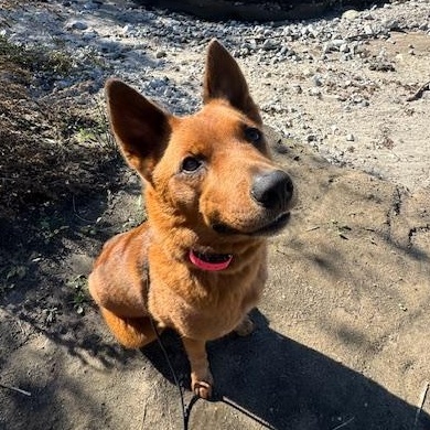 Enlarge Reishi (Courtesy Post), a ADOPTABLE mixed breed in Los Angeles, CA image 1/6