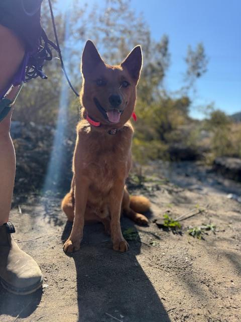 Enlarge Reishi (Courtesy Post), a ADOPTABLE mixed breed in Los Angeles, CA image 2/6