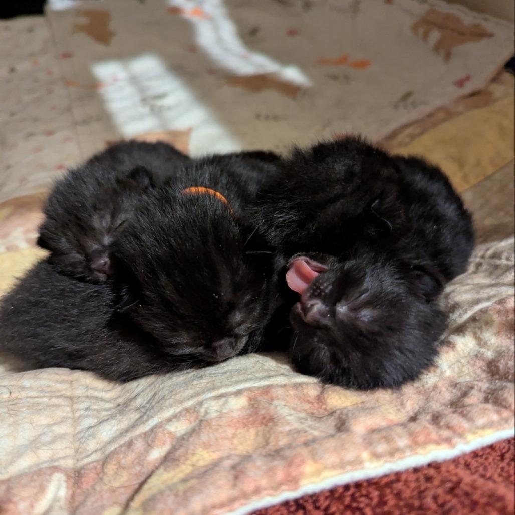 Gemini, Adoptable, Kitten Female Domestic Medium Hair.