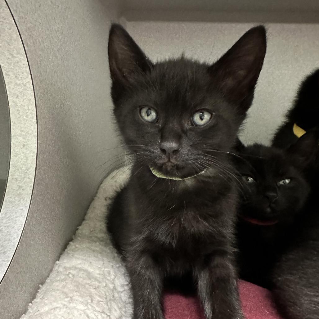 Gemini, a Adoptable Domestic Medium Hair in Priest River, ID image 2/2