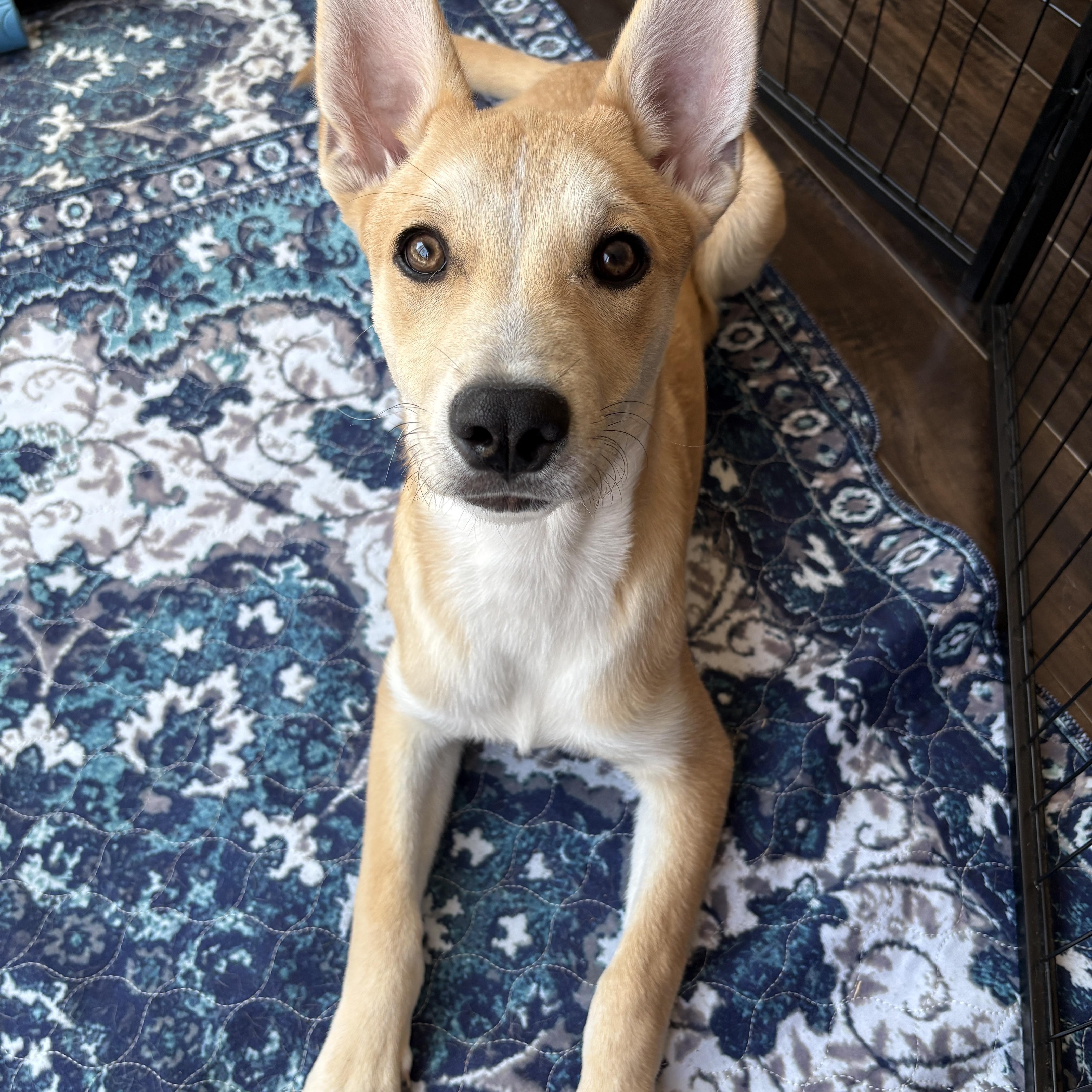 Enlarge Brio, a Adoptable mixed breed in San Diego, CA image 4/6
