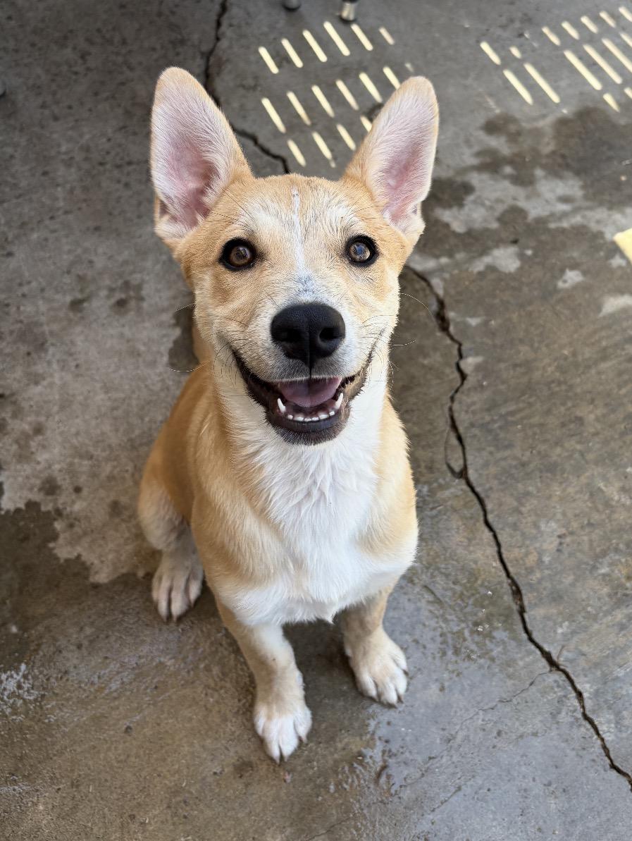 Enlarge Brio, a Adoptable mixed breed in San Diego, CA image 1/6