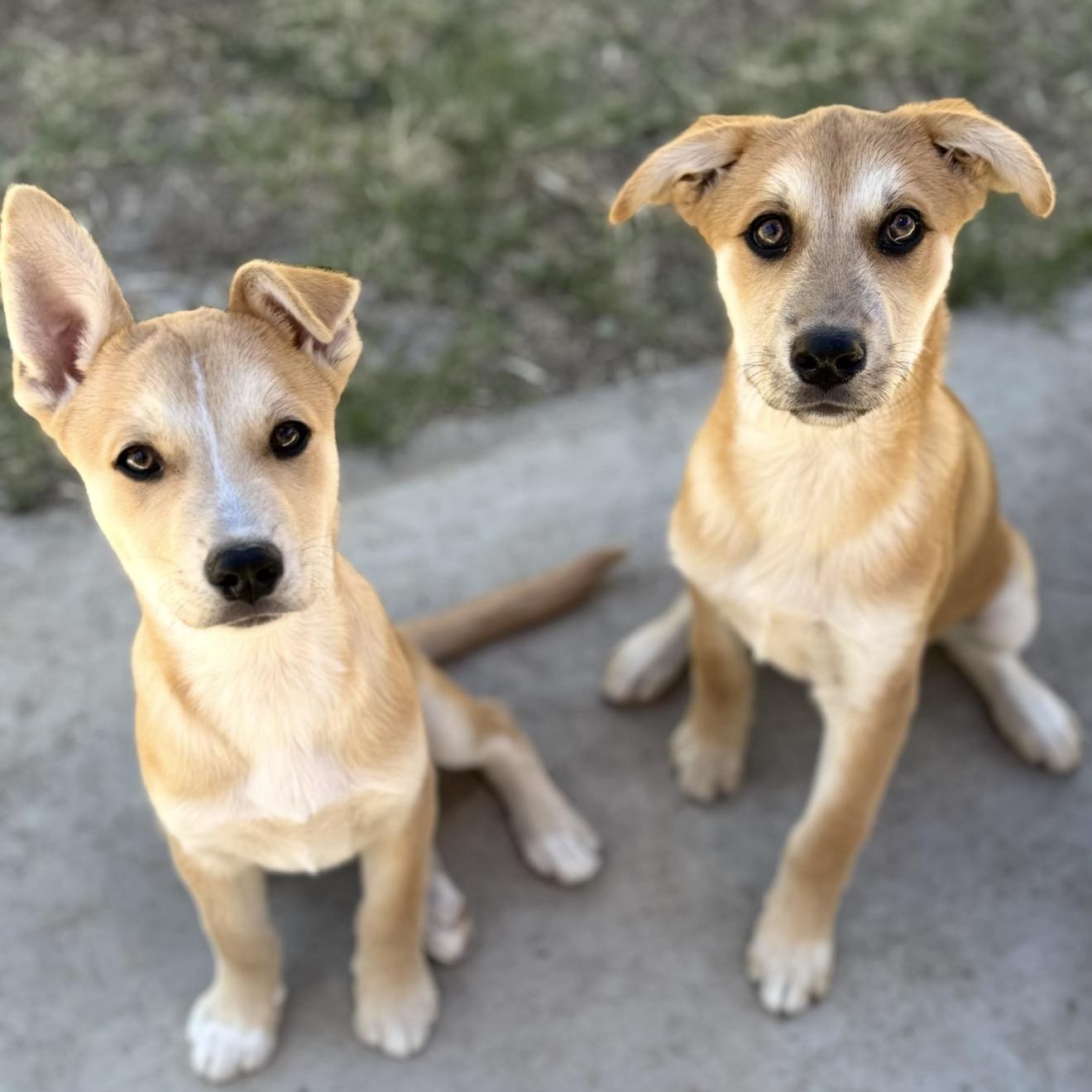 Enlarge Brio, a Adoptable mixed breed in San Diego, CA image 3/6