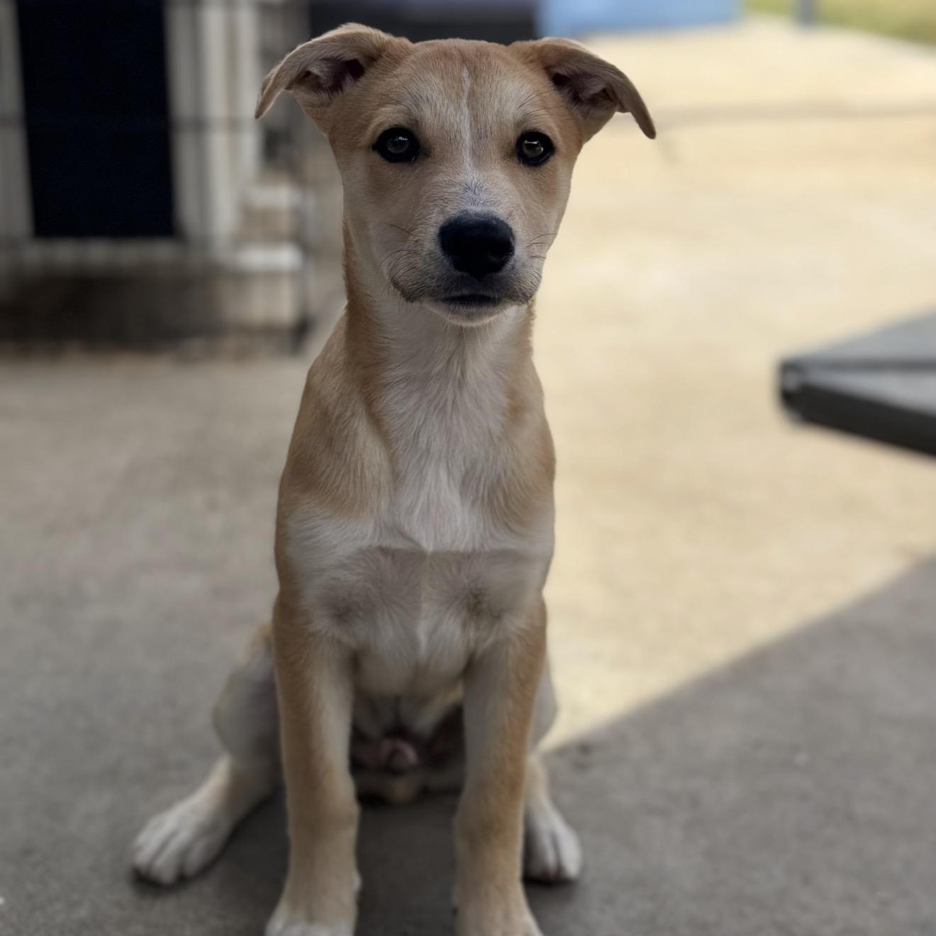 Enlarge Brio, a Adoptable mixed breed in San Diego, CA image 2/6