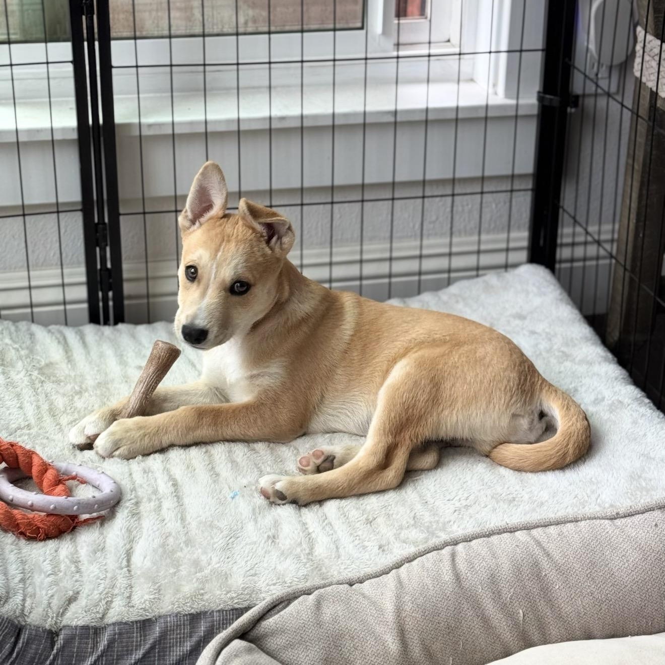 Enlarge Brio, a Adoptable mixed breed in San Diego, CA image 5/6