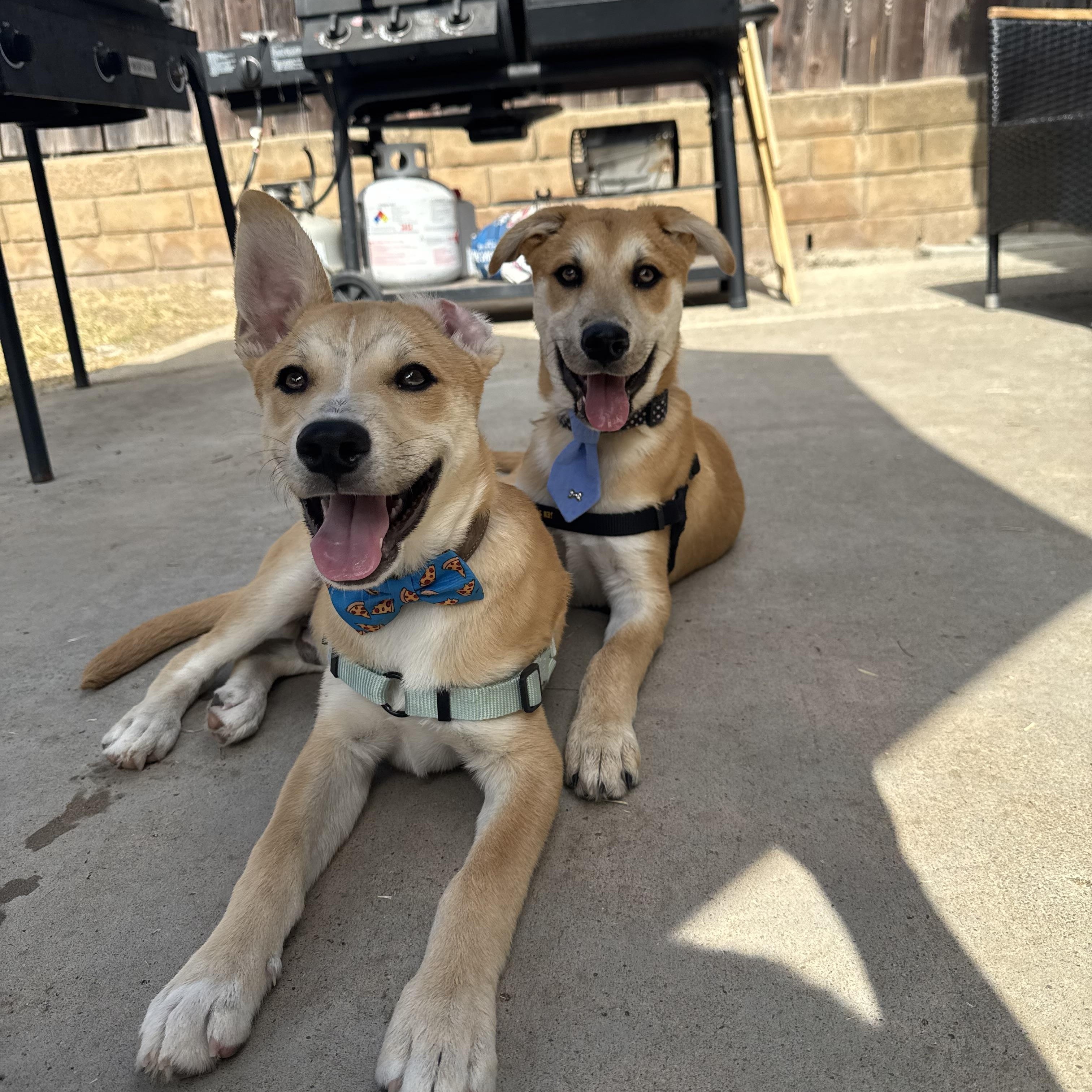 Enlarge Brio, a Adoptable mixed breed in San Diego, CA image 6/6