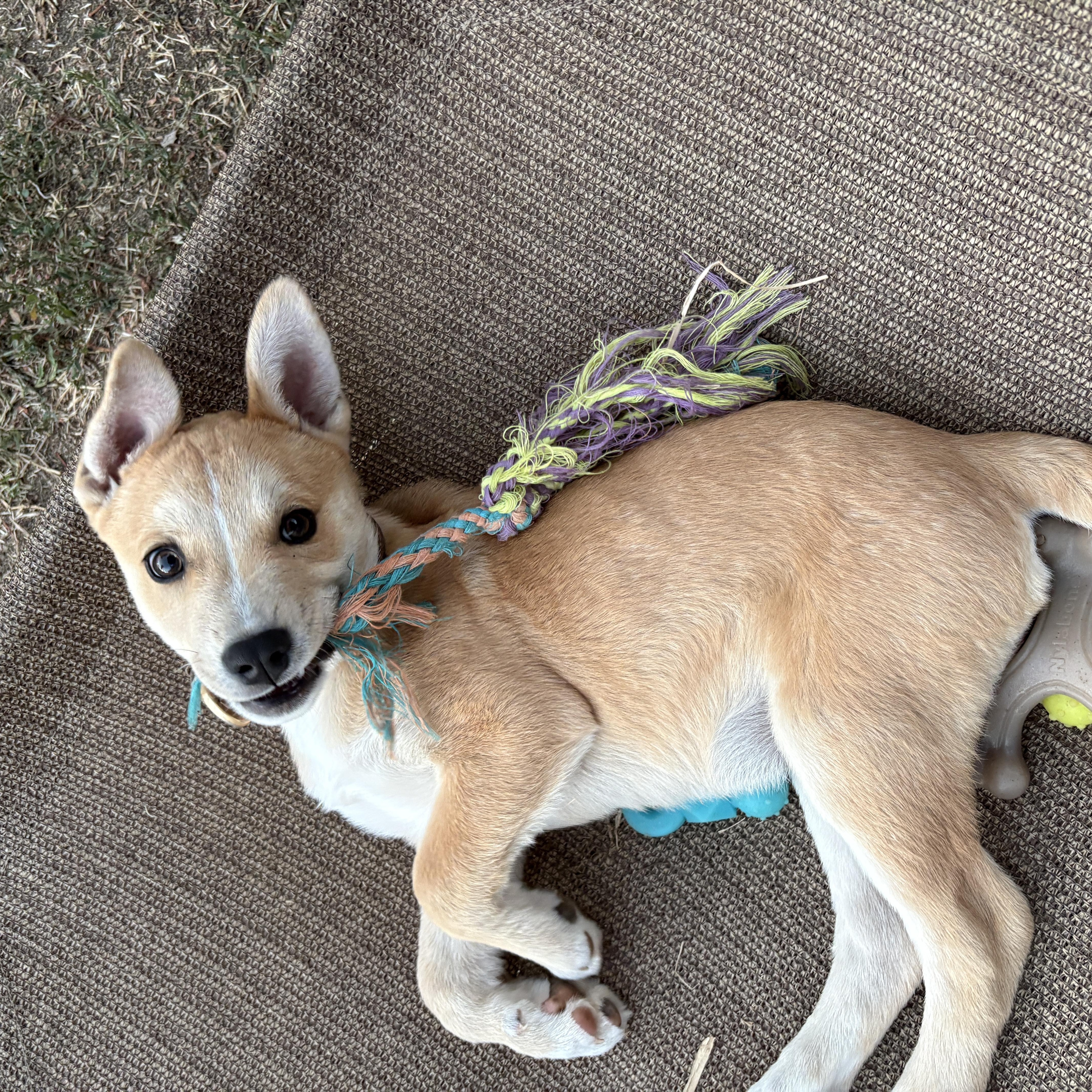 Enlarge Brio, a Adoptable mixed breed in San Diego, CA image 4/6