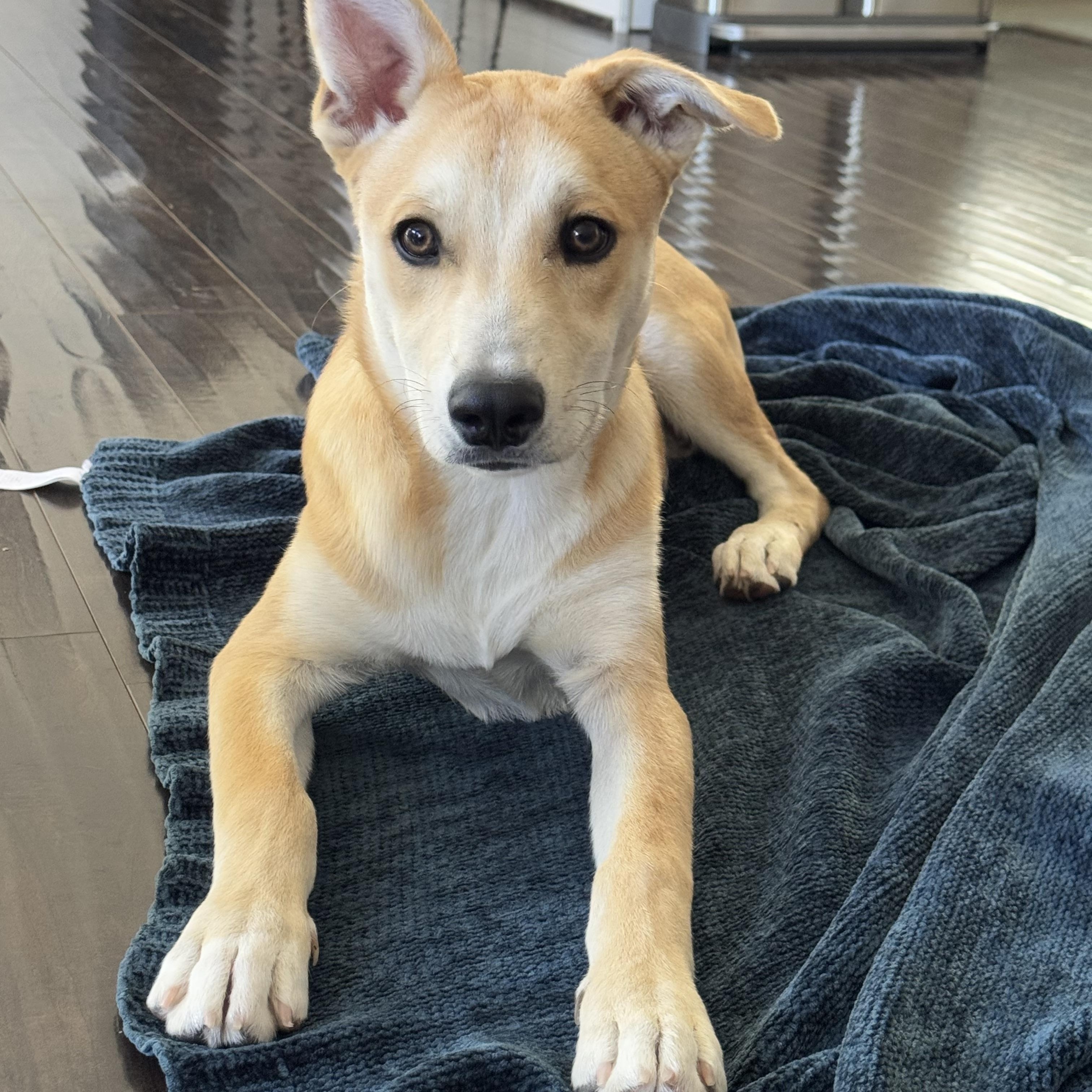 Enlarge Brio, a Adoptable mixed breed in San Diego, CA image 3/6