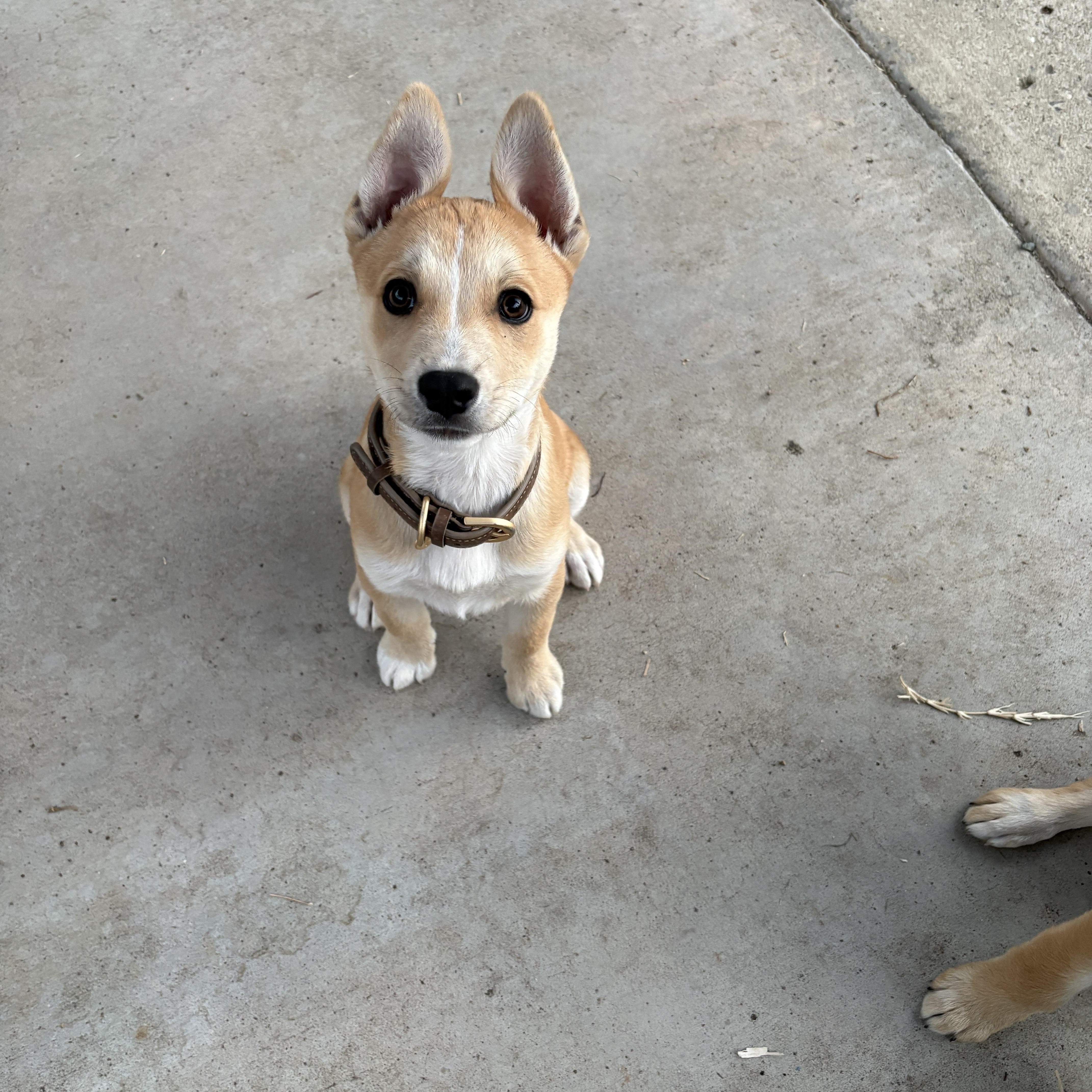 Enlarge Brio, a Adoptable mixed breed in San Diego, CA image 6/6