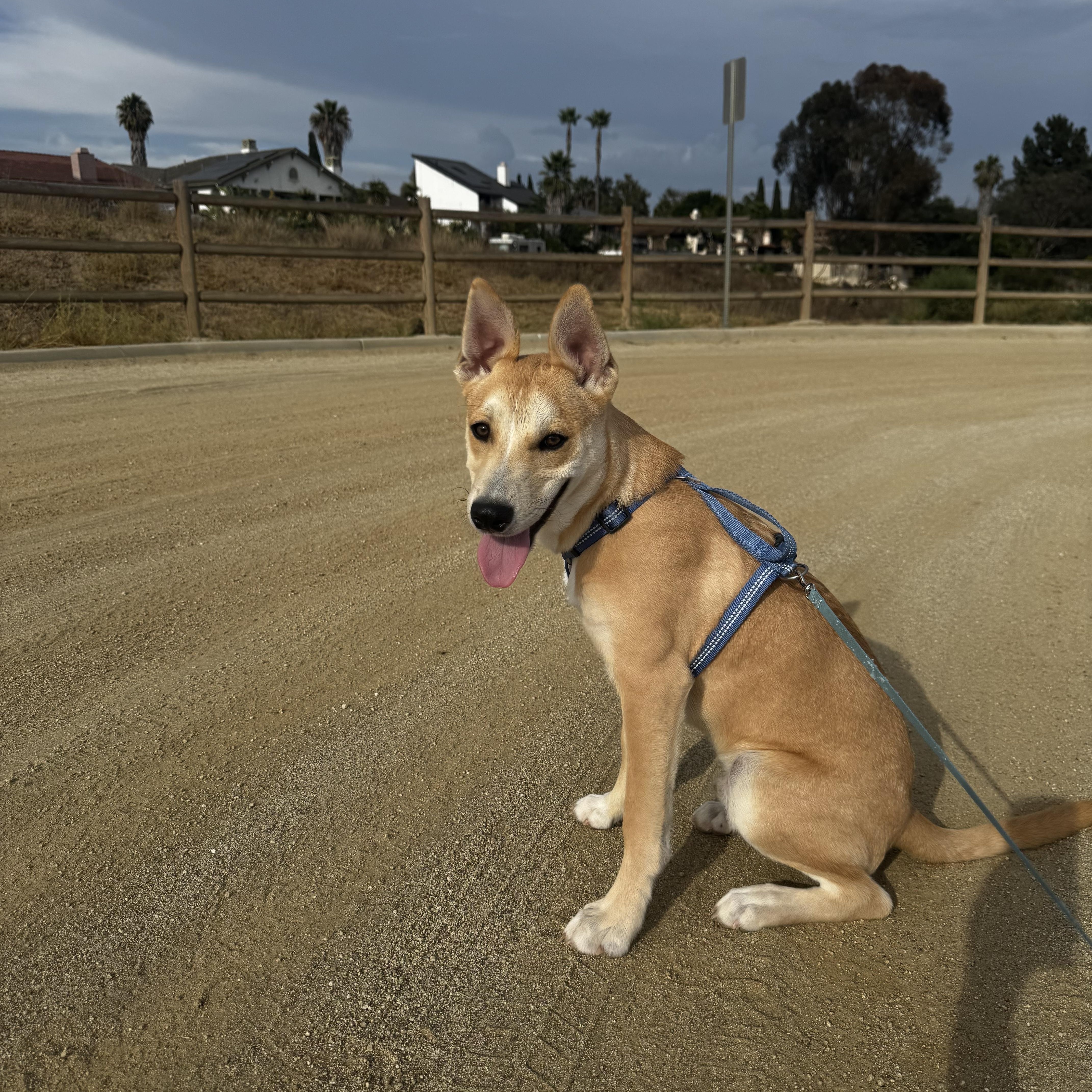 Enlarge Brio, a Adoptable mixed breed in San Diego, CA image 5/6