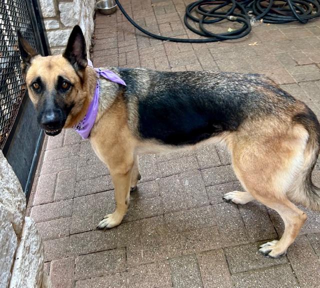 Enlarge Selah, a Adoptable German Shepherd Dog in Dallas, TX image 4/5