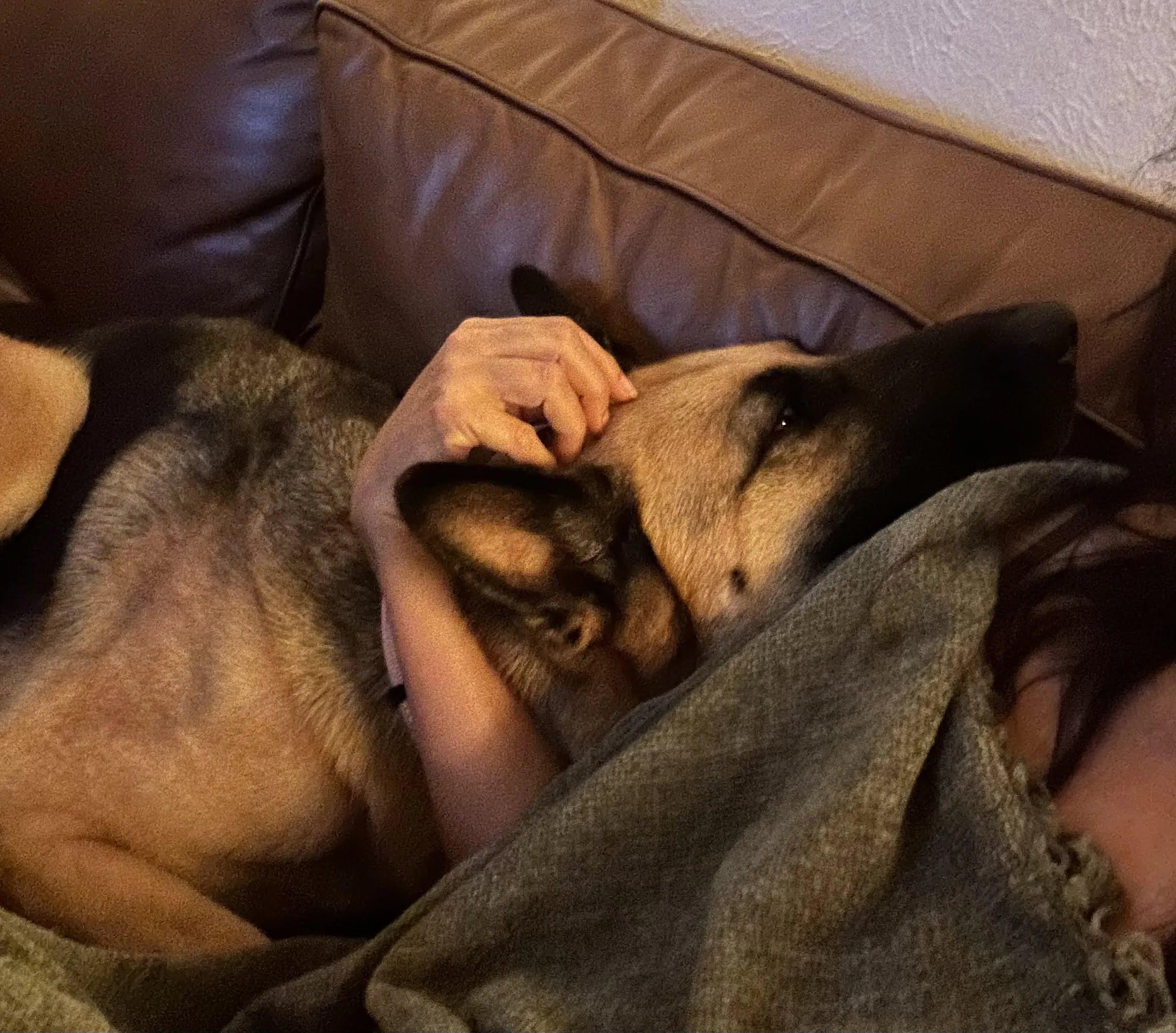 Enlarge Selah, a Adoptable German Shepherd Dog in Dallas, TX image 3/5
