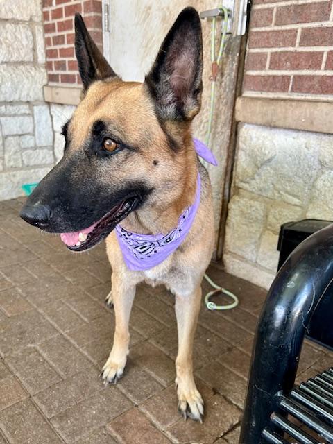 Enlarge Selah, a Adoptable German Shepherd Dog in Dallas, TX image 2/5