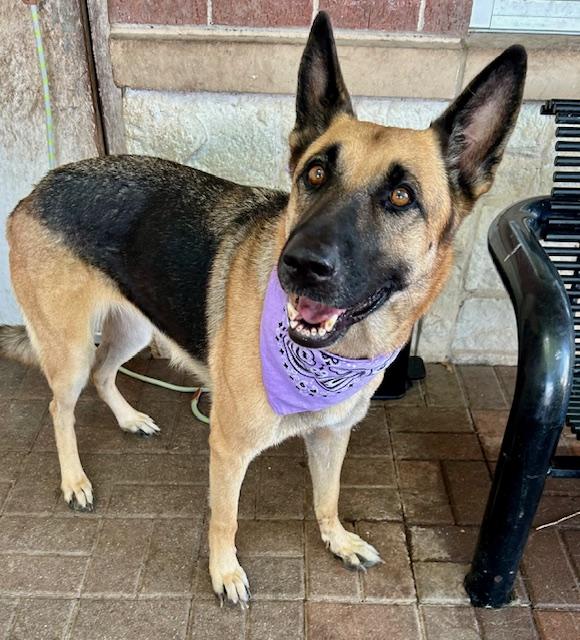 Selah, Adoptable, Adult Female German Shepherd Dog.