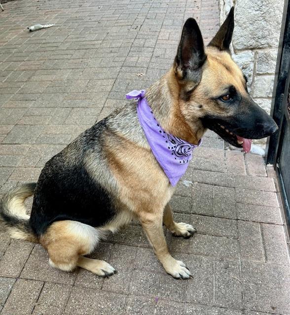 Enlarge Selah, a Adoptable German Shepherd Dog in Dallas, TX image 5/5
