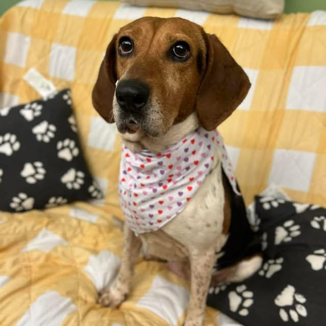 Enlarge Ruby , an adopted Hound in Howes Cave, NY image 1/3