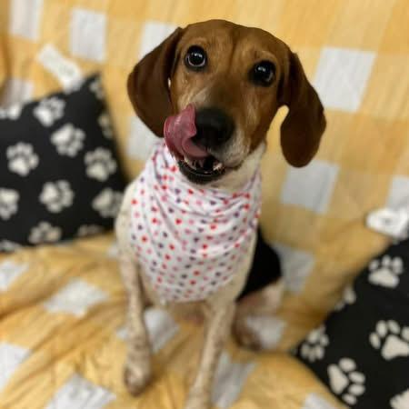 Enlarge Ruby , an adopted Hound in Howes Cave, NY image 3/3