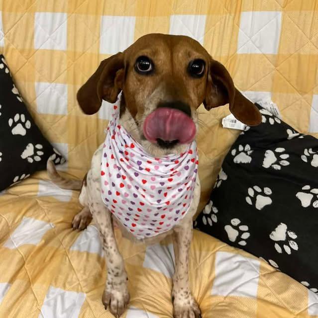 Enlarge Ruby , an adopted Hound in Howes Cave, NY image 2/3