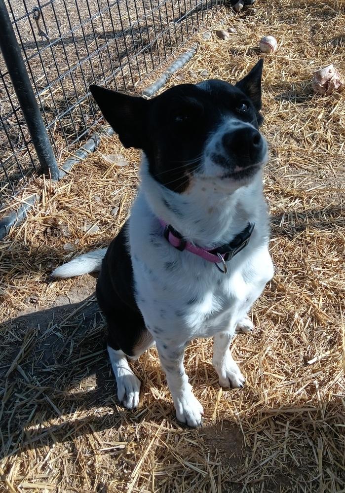 Filly, Adoptable, Adult Female Cattle Dog.
