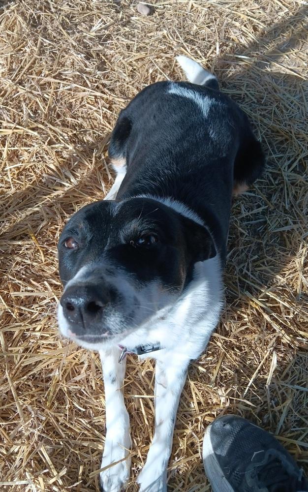 Enlarge Filly, a Adoptable mixed breed in Challis, ID image 2/4