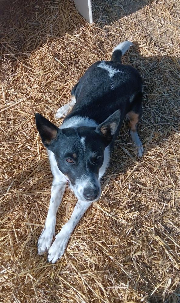 Enlarge Filly, a Adoptable mixed breed in Challis, ID image 3/4